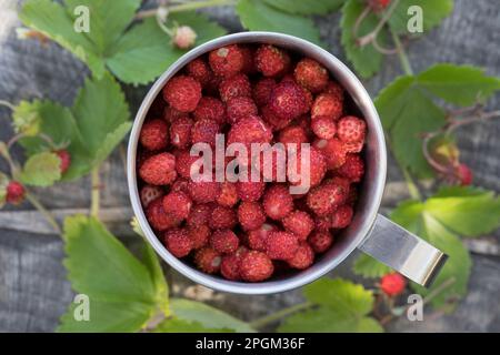 Wald-Erdbeere, Walderdbeere, Erdbeere, Ernte, Erdbeer-Ernte, Wald-Erdbeeren sammeln, Erdbeeren, Walderdbeeren, Erdbeeren, Fragaria vesca, fragole selvatiche Foto Stock