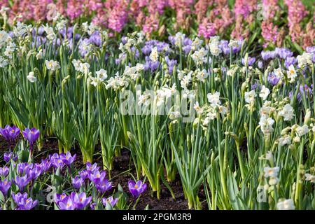 Amsterdam, Paesi Bassi. 23rd Mar, 2023. È iniziata l'apertura annuale dei giardini di Keukenhof, con bulbi primaverili tra cui tulipani, cocchi in esposizione. Anche se il nome significa "giardino della cucina" contiene 7 milioni di bulbi primaverili allestiti in giardini formali con canali, un mulino a vento, un lago e boschi aperti. È aperto fino al 14 maggio 2023. Credit: Anna Watson/Alamy Live News Foto Stock