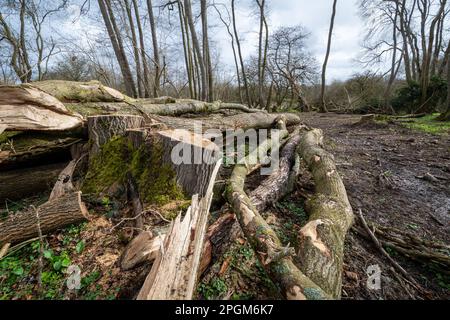 Alberi di cenere abbattuti (Fraxinus excelsior) nel bosco dell'Hampshire a causa della malattia da riacutamento delle ceneri, Inghilterra, Regno Unito, 2023 Foto Stock