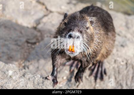 Nutria, un primo piano del muso della nutria che guarda una telecamera con denti arancioni in piedi su una roccia. Animali selvatici, animali nell'ambiente naturale. Foto Stock