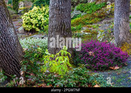 Primavera nel Beacon Hill Park Victoria British Columbia Canada Foto Stock