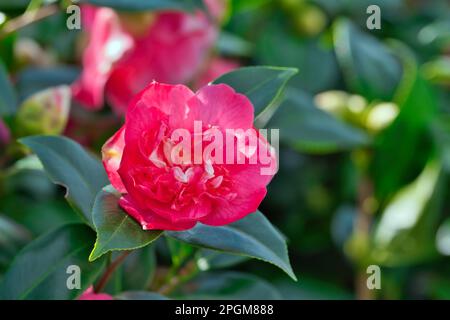 Primo piano di un fiore di Camellia oleifera Abel, famiglia Theaceae, macro foto Foto Stock