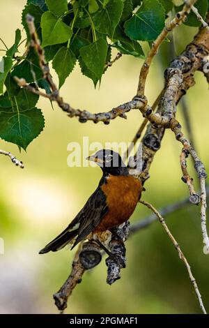 Un primo piano di un robin americano arroccato su un ramo di albero. Turdus migratorius. Foto Stock