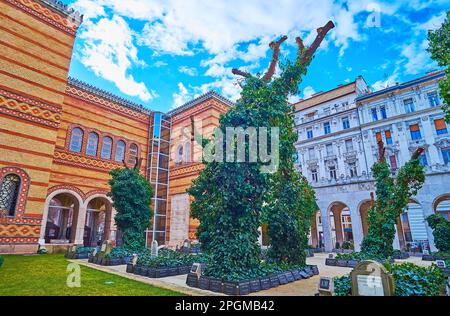 Gli alberi antichi, coperti di edera sul cimitero nel cortile della Sinagoga di via Dohany, Budapest, Ungheria Foto Stock