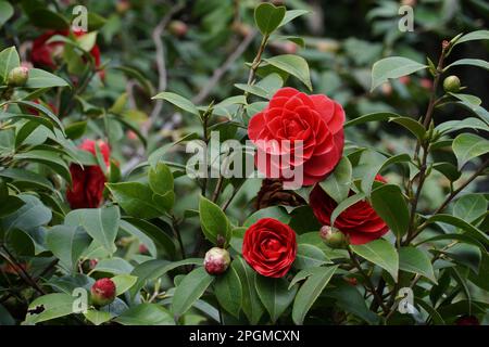 Sfondo naturale con cespuglio di macchia rossa fiorita Camellia japonica Foto Stock