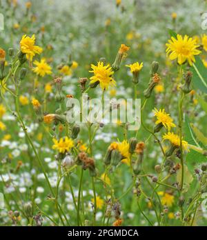 In natura, tra le colture cresce il cardo giallo (Sonchus arvensis). Foto Stock