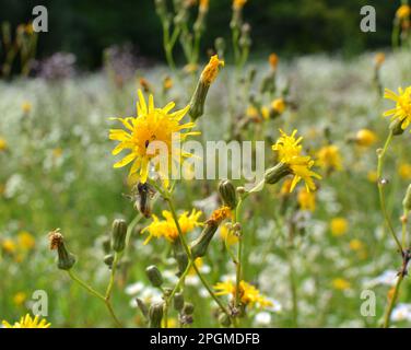 In natura, tra le colture cresce il cardo giallo (Sonchus arvensis). Foto Stock