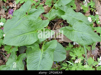 Arum (Arum besserianum) cresce nella foresta all'inizio della primavera. Foto Stock