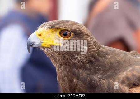 Particolare della testa di un falco di Harris, il Parabuteo unicinctus, precedentemente noto come falco baie-alato o crepuscolo, usato per falconeria Foto Stock