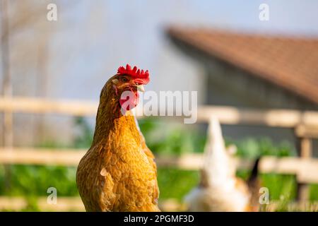 Razza Empordanesa (gallina de raca empordanesa) gallina che vagano liberamente e si nutrono nell'erba (Gallus gallus domesticus). El Baix Empordà, Girona. Foto Stock