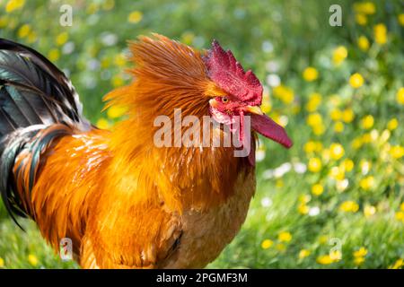 Ritratto di una magnifica razza empordanesa (gallina de raca empordanesa) gallo che scorre libero e si nutre nell'erba (Gallus gallus domesticus). Foto Stock