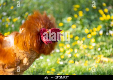 Ritratto di una magnifica razza empordanesa (gallina de raca empordanesa) gallo che scuote la testa (Gallus gallus domesticus). Foto Stock