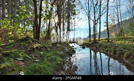 Foresta radura attraverso il quale scorre un ruscello con riflessi nell'acqua e lascia a terra Foto Stock