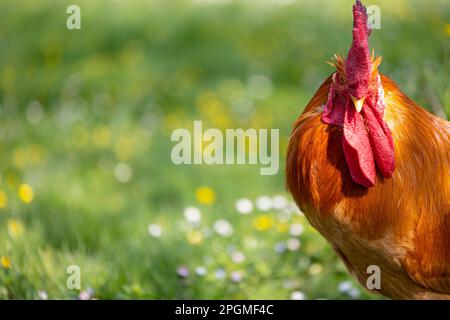 Ritratto di una magnifica razza empordanesa (gallina de raca empordanesa) gallo che scorre libero e si nutre nell'erba (Gallus gallus domesticus). Foto Stock