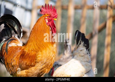 Ritratto di una magnifica razza empordanesa (gallina de raca empordanesa) gallo che scorre libero e si nutre nell'erba (Gallus gallus domesticus). Foto Stock