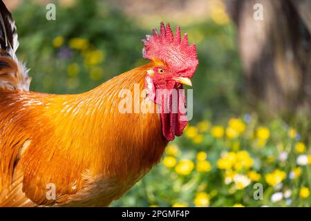 Ritratto di una magnifica razza empordanesa (gallina de raca empordanesa) gallo che scorre libero e si nutre nell'erba (Gallus gallus domesticus). Foto Stock