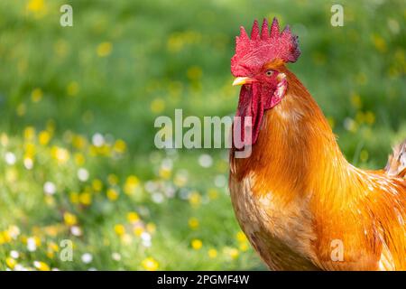 Ritratto di una magnifica razza empordanesa (gallina de raca empordanesa) gallo che scorre libero e si nutre nell'erba (Gallus gallus domesticus). Foto Stock