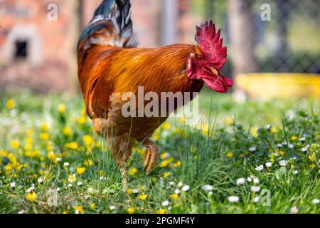 Ritratto di una magnifica razza empordanesa (gallina de raca empordanesa) gallo che scorre libero e si nutre nell'erba (Gallus gallus domesticus). Foto Stock