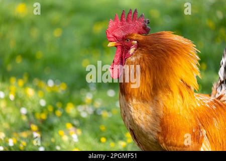 Ritratto di una magnifica razza empordanesa (gallina de raca empordanesa) gallo che scorre libero e si nutre nell'erba (Gallus gallus domesticus). Foto Stock