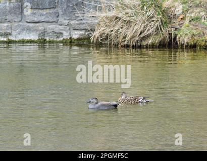 Coppia di gadwall - Mareca strepera Foto Stock