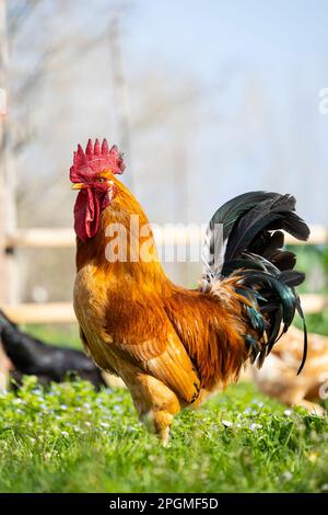 Ritratto di una magnifica razza empordanesa (gallina de raca empordanesa) gallo che scorre libero e si nutre nell'erba (Gallus gallus domesticus). Foto Stock