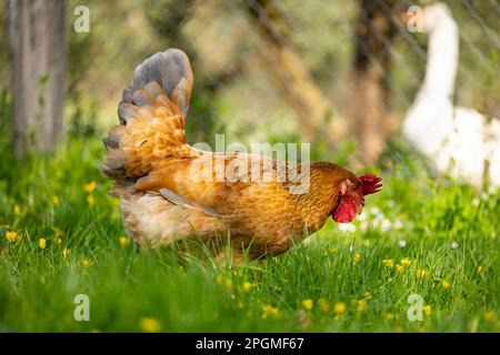 Razza Empordanesa (gallina de raca empordanesa) gallina che vagano liberamente e si nutrono nell'erba (Gallus gallus domesticus). El Baix Empordà, Girona. Foto Stock