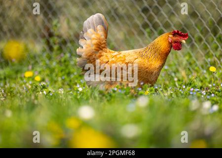 Razza Empordanesa (gallina de raca empordanesa) gallina che vagano liberamente e si nutrono nell'erba (Gallus gallus domesticus). El Baix Empordà, Girona. Foto Stock