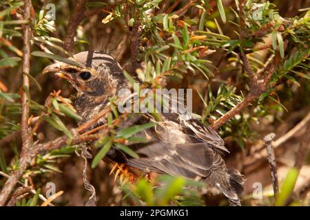 Giovane Robin in Yew Bush Foto Stock