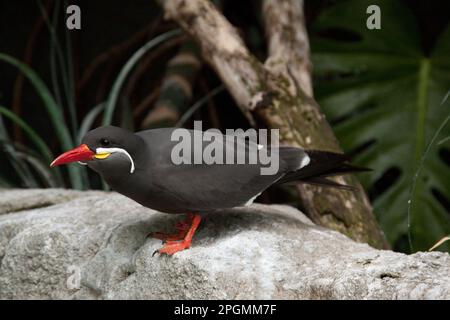 Inca Tern catturato allo zoo Foto Stock