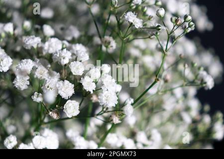 bellissimi fiori di gypsofila bianca, fondo scuro con spazio copia Foto Stock