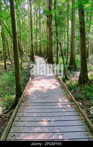 Un percorso in legno attraverso la vecchia foresta di terra di fondo di crescita in Congaree National Foto Stock