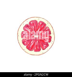 Frutti di pompelmo acquerello o fetta di arancio rosso, dipinta a mano in stile botanico per l'uso in vacanza, matrimonio e design alimentare. Agrumi tropicali per la grea Foto Stock