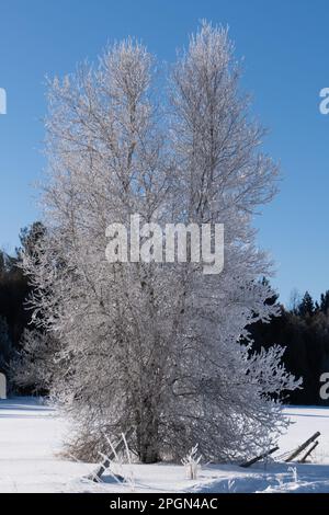 albero coperto di cristalli di ghiaccio in una fredda mattina d'inverno Foto Stock