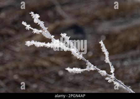 cristalli di ghiaccio su lame d'erba in una fredda mattina d'inverno Foto Stock