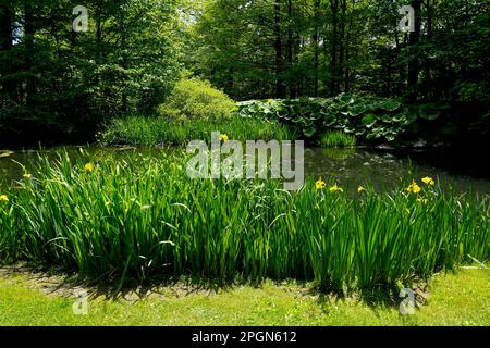 La bellezza della primavera in un campo di lussureggiante erba verde e nuova crescita su alberi e fiori di Iris gialli che circondano uno stagno Foto Stock