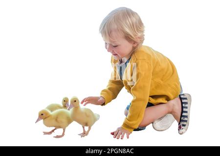 Una bambina gioca con anatroccoli. Un'immagine isolata di un piccolo agricoltore con carino pollame lanuginoso anatroccoli pasquali. Foto Stock