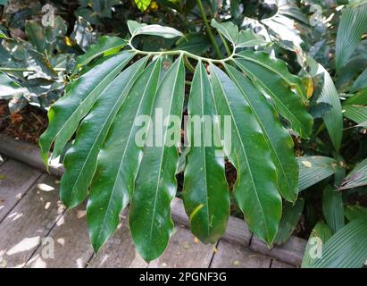 Foglie verdi grandi e mature PF Philodendron Goeldi, una rara pianta tropicale Foto Stock