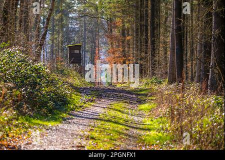 Germania, Assia, percorso forestale con alta sede in background Foto Stock