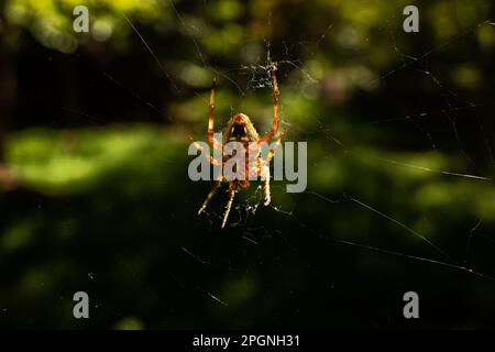 Un European Garden Spider illuminato dal sole, scientificamente conosciuto come Araneus diadematus, è catturato in un primo piano sospeso a testa in giù nella sua rete. La spide Foto Stock