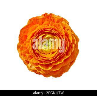 Arancio Ranunculus asiaticus fiore buttercup vista dall'alto isolato su sfondo bianco. Primo piano oggetto con tracciato di ritaglio. Foto Stock