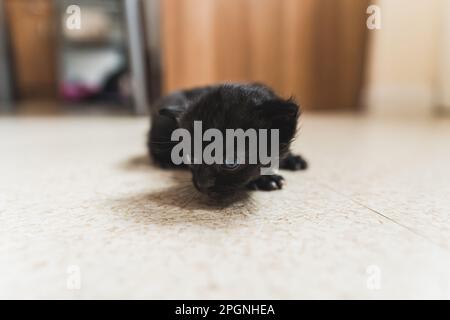 Gattino neonato nero che striscio sul pavimento. Foto di alta qualità Foto Stock