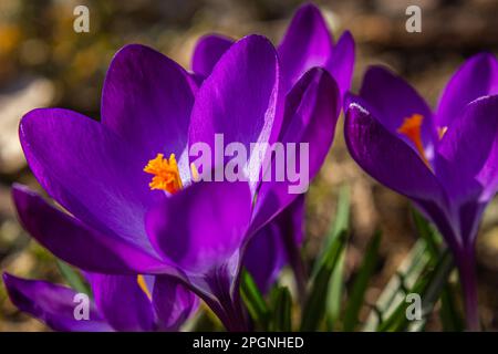 Crocus viola all'inizio della primavera. Crocus Iridaceae. Famiglia Iris. Croci viola fiori campo. Inizio primavera. Primavera fioritura magica Foto Stock