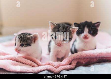 Vista frontale di tre cuccioli su una coperta rosa che guarda nella telecamera . Foto di alta qualità Foto Stock