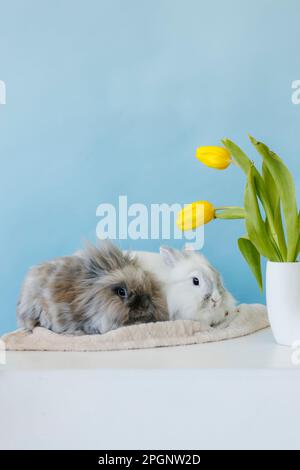 Conigli di bambino che riposano su tovagliolo contro sfondo blu Foto Stock