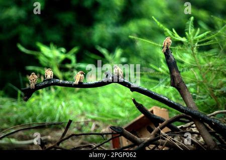 I passerini sono appollaiati su un ramo di un albero bruciato vicino a un luogo di dumpsite nella zona costiera di Giacarta, Indonesia. Foto Stock