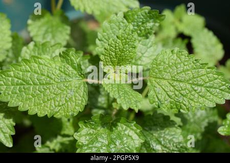 Il balsamo di limone è un membro della famiglia della menta ed è considerato un'erba calmante. Questo genere di erbe prende il nome dalla parola greca “api del miele”. Foto Stock