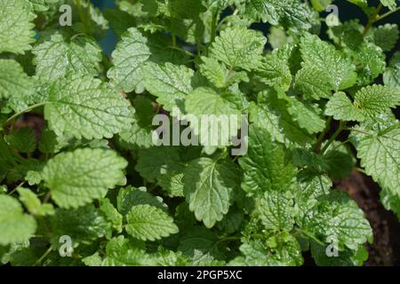 Il balsamo di limone è un membro della famiglia della menta ed è considerato un'erba calmante. Questo genere di erbe prende il nome dalla parola greca “api del miele”. Foto Stock