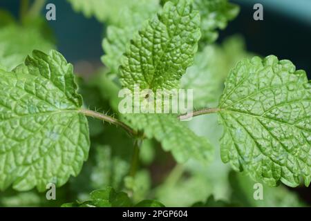 Il balsamo di limone è un membro della famiglia della menta ed è considerato un'erba calmante. Questo genere di erbe prende il nome dalla parola greca “api del miele”. Foto Stock