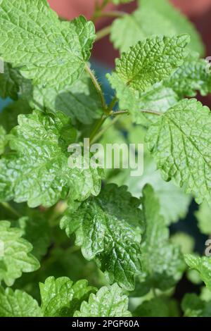 Il balsamo di limone è un membro della famiglia della menta ed è considerato un'erba calmante. Questo genere di erbe prende il nome dalla parola greca “api del miele”. Foto Stock