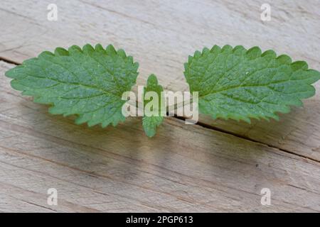 Il balsamo di limone è un membro della famiglia della menta ed è considerato un'erba calmante. Questo genere di erbe prende il nome dalla parola greca “api del miele”. Foto Stock